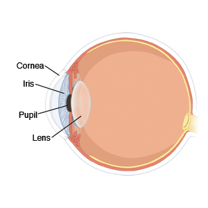 Cross section of eye showing cornea, iris, pupil, and lens.