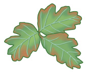 Hojas de roble venenoso