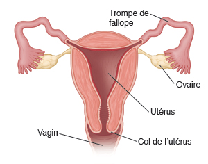Trompe de Fallope, ovaire, utérus, col de l'utérus, vagin