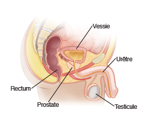 Image de l’anatomie pelvienne masculine, avec vessie, rectum, prostate, testicule et urètre.
