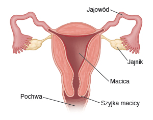 Rysunek pokazujący przekrój macicy z jajowodami, jajnikami, szyjką macicy i pochwą.