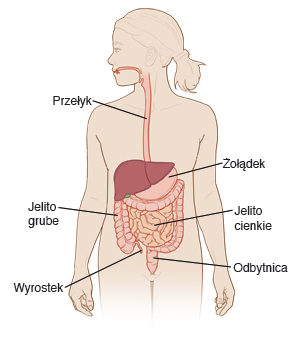 przełyk, żołądek, jelito grube, wyrostek robaczkowy, jelito cienkie, odbytnica