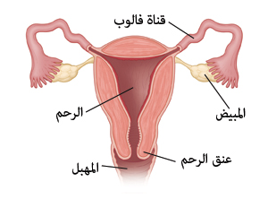 صورة تظهر قطاعًا واسعًا من الرحم، مع قناة فالوب والمبيضين وعنق الرحم والمهبل.