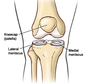 Kneecap (patella), Lateral meniscus, Medial meniscus