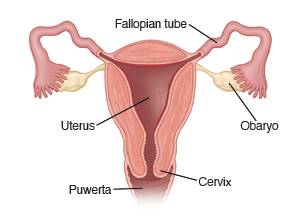 Hinati sa gitnang larawan ng uterus na may mga Fallopian tube, ovary, cervix, at vagina.