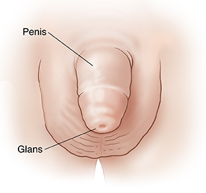 Vista frontal del pene, el escroto y el glande de un niño.