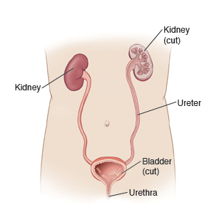 Ilustración del contorno del cuerpo con los órganos del aparato urinario, incluidos los riñones, el uréter, la vejiga y la uretra.
