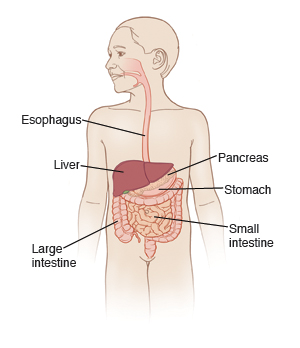 graphic of digestive system, showing esophagus, liver, small and large intestines, pancreas, stomach