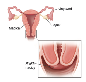 jajowód, macica, jajnik, szyjka macicy