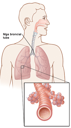 Mga broncial tube