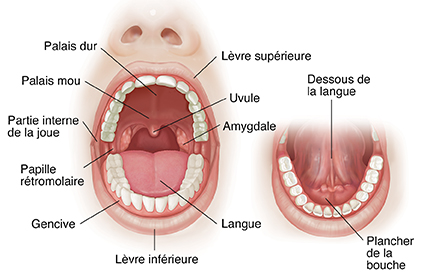 Vue frontale de la bouche ouverte montrant l'anatomie normale.