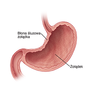 Przekrój żołądka.