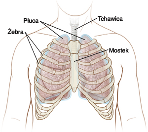 płuca, żebra, tchawica, mostek