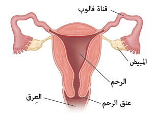صورة تظهر قطاعًا واسعًا من الرحم، مع قناة فالوب والمبيضين وعنق الرحم والمهبل.