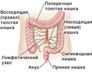 Схема живота взрослого человека с артериями и лимфатическими узлами толстой кишки.