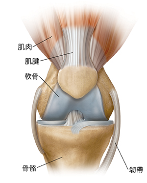 正常膝蓋前視圖