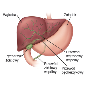 wątroba, żołądek, pęcherzyk żółciowy, przewód żółciowy wspólny, przewód wątrobowy wspólny