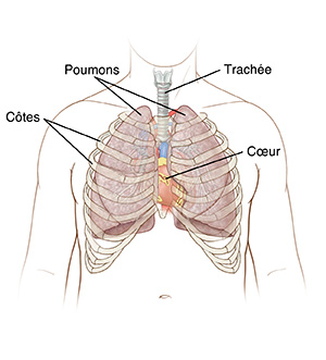 Vue antérieure du thorax d'un homme montrant les poumons, la trachée, le cœur et les côtes.