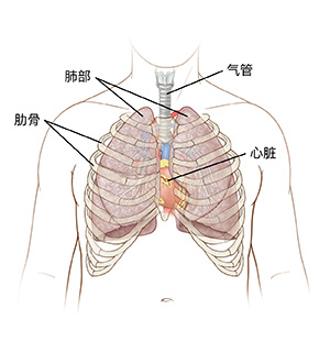 顯示肺部、氣管、心臟和肋骨的男性胸部前視圖。